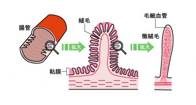 リッキーガット　腸＿柔毛