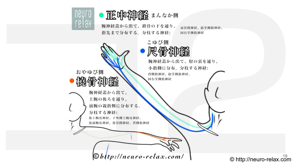 スライド6：神経の感じ方〜腕の神経ver.